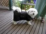 Doggy Drover Coat